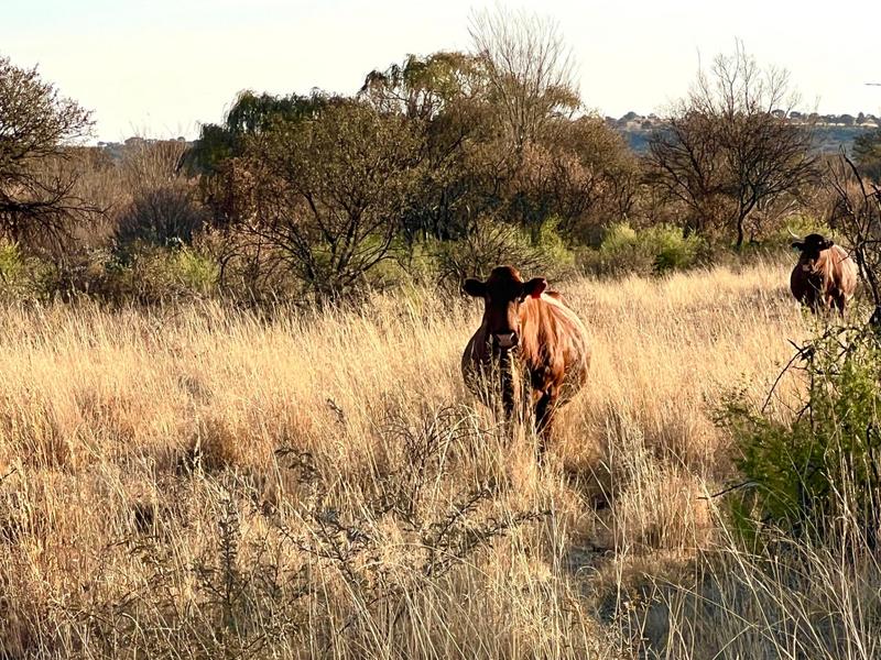 0 Bedroom Property for Sale in Heilbron Free State